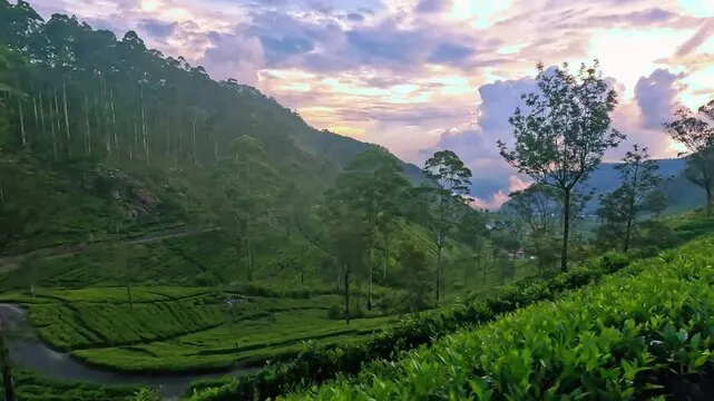 LIPTON SEAT tourist attraction near Nine Arch Holiday Resort Ella